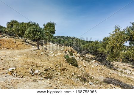 Olive trees near Giola Natural Pool in Thassos island, East Macedonia and Thrace, Greece