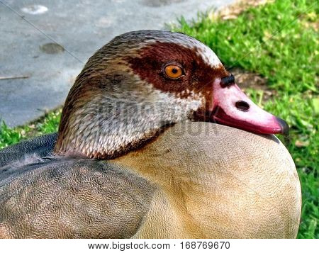Portait of Egyptian geese in Wolfson Park in Ramat Gan Israel February 8 2012