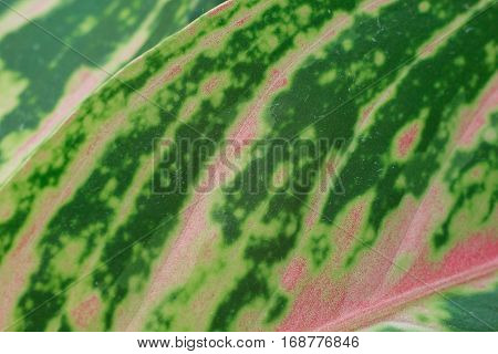 Aglaonema part of the red-green leaf photographed close-up.