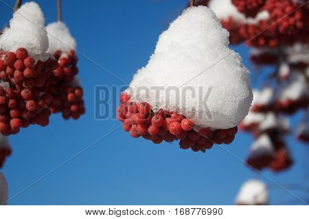 Beautiful branch mountain ash covered with snow close-up.