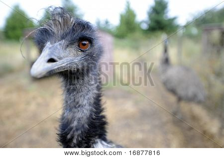 Emu