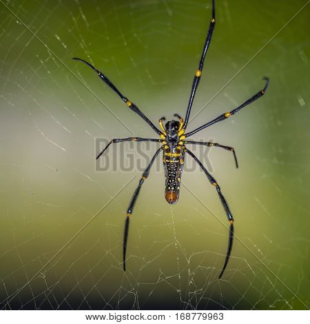 Jungle of Thailand. Spiders pilipes Nephila - is the largest species of the genus and the largest spiders spinning trapping network. Females reach twelve legspan cm with a body length of four cm.