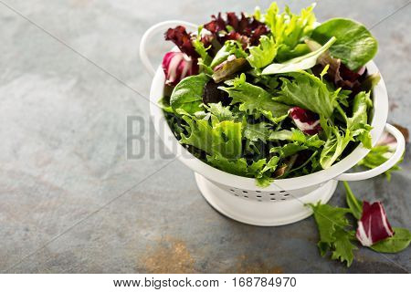 Fresh green spring mix salad leaves in a collander