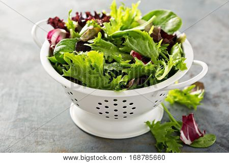 Fresh green spring mix salad leaves in a collander