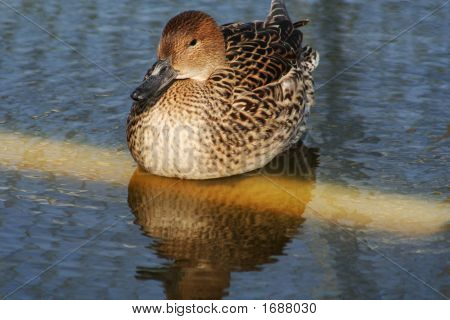 Brun Duck