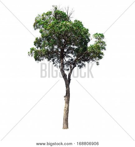 Trees isolated on white background and green leaves