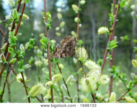 Forår sommerfugl på Catkin