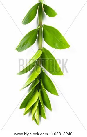 Green Leaves On Isolated White Background.