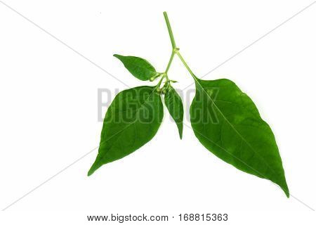 Green Leaves On Isolated White Background.