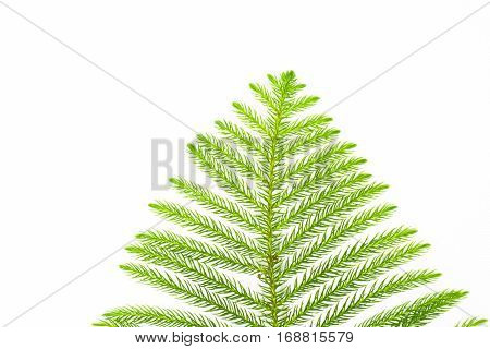 Green Leaves On Isolated White Background.