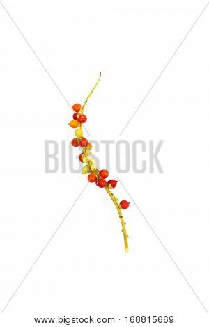 Green Leaves On Isolated White Background.