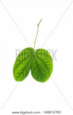 Green Leaves On Isolated White Background.