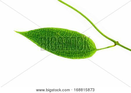 Green Leaves On Isolated White Background.