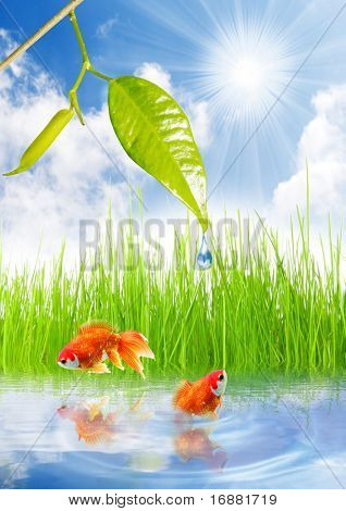 ปลาทอง 2 ในบ่อที่สวน