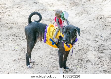 dog race moment - monkey riding a black dog