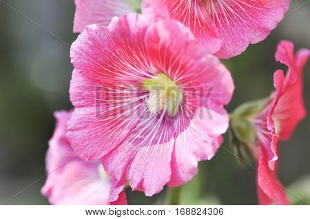 Hollyhock flower in the garden , Alcea Rosea