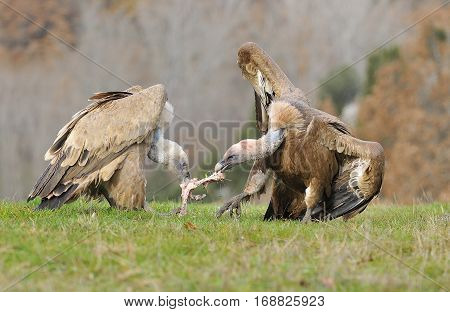Two Griffon Vultures Fighting Over Carrion. In The Meadow.