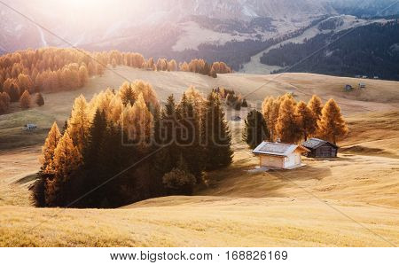 Lovely yellow larches in sunlight. Unusual and gorgeous scene. Location place Dolomiti, Compaccio village, Seiser Alm or Alpe di Siusi, Province of Bolzano - South Tyrol, Italy, Europe. Beauty world.