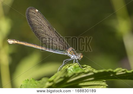 Dragon fly resting on green flower , soft background