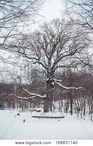Old Oak Tree In The Age Of 585 Years Standing In The Woods In Winter
