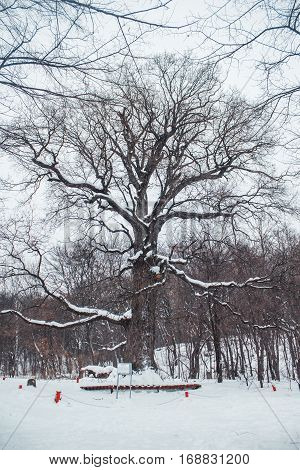 Old Oak Tree In The Age Of 585 Years Standing In The Woods In Winter