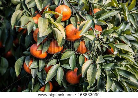 Bunch of ripe mandarins hanging on a tree
