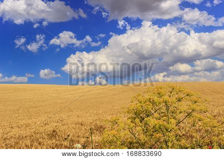 Between Apulia and Basilicata.Between Apulia and Basilicata:countryside with cornfield shaded by clouds.ITALY.
