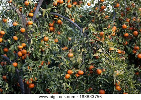 Bunch of ripe mandarins hanging on a tree