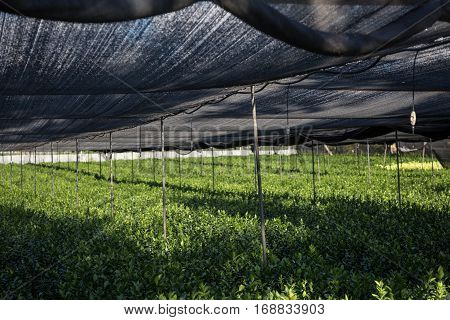 View of the greenhouse with growing plants