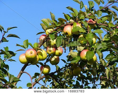 Apple en rama