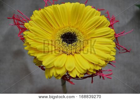 The closw photo of yellow gerbera flower with decoration