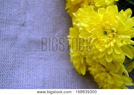 The yellow chrysanthemum flowers on linen background