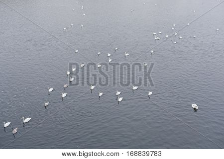 Swams on Vitava river in Prague