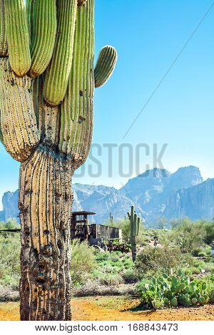 Kandelaberkaktus at Apache Trail in Arizona USA