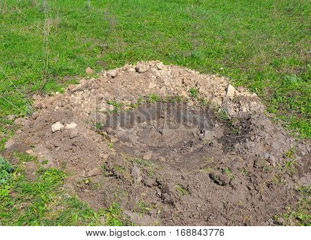 How to Plant a Walnut Tree. Tutorial step by step. Planting grafted sapling walnut tree. Growing Walnut Tree Correct.