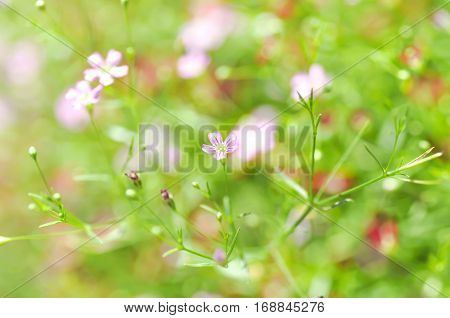 Gypsophila paniculata  or  Gypsophila  , Baby's Breath