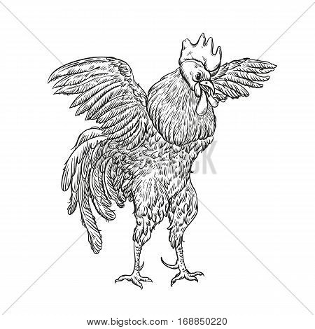 Rooster. Cock Illustration in Vintage engraving style. Grunge label, sticker for the farms and manufacturing depicting roster. Grunge label for the chicken product. Farm painting. Cockerel.
