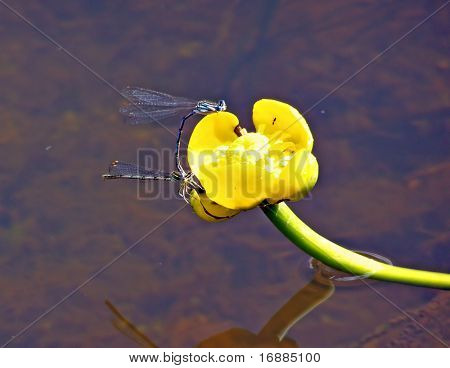 zwei Libellen an Blüte der Seerose
