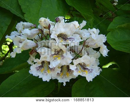 Blossom of the Indian bean tree, Catalpa bignonioides