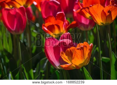 Beautiful Spring Flowers, Colorful Tulips
