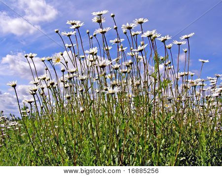 daisywheels en campo