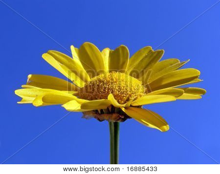 Chrysantheme beleuchtet hellen Sonne auf blauem Hintergrund