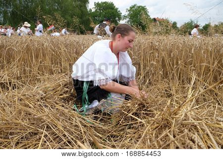 TRNOVEC, CROATIA - JULY 09, 2016: Peasant woman harvesting wheat with scythe in wheat fields in Trnovec, Croatia on July 09, 2016