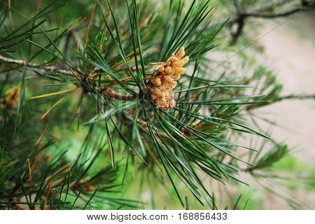 The branch of a pine. Pine needles. Macro. Trees. Greenery.