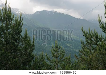 Mountains and forest. Pine trees and mountains. Impending storm. Forest. Bluish haze.