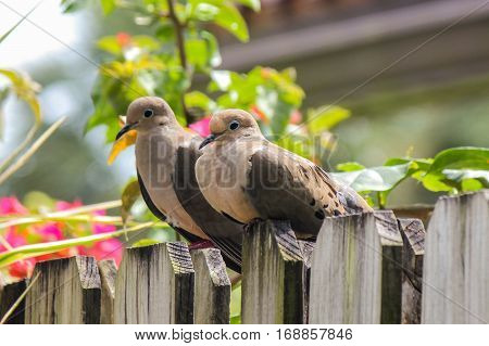 Two doves sitting on a fence post