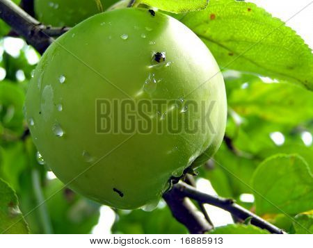 Apple sul ramo degli alberi aple