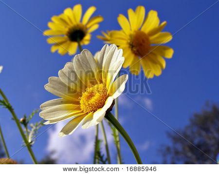 Chrysanthemen im Garten