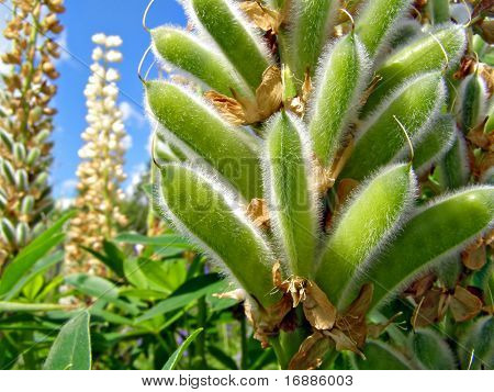 Flowerses Lupinen auf Feld