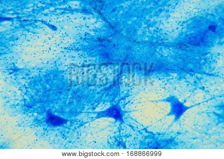 Cell Microscopic- Neuron Tissue